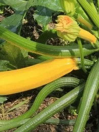 Courgette jaune 'Gold Rush' Graines