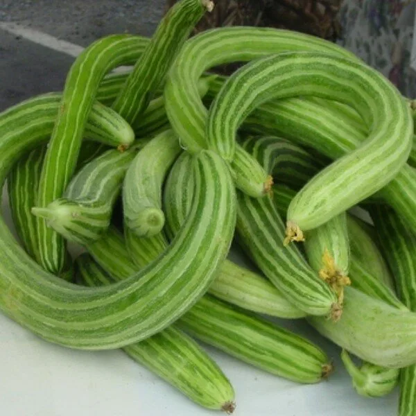 Concombre Arménien (Cucumis melo flexuosus) Graines
