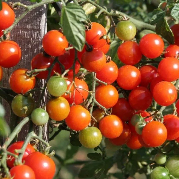 Tomate cerise 'Miel du Mexique' Graines