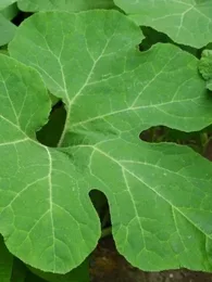 Courge de Siam (Cucurbita ficifolia) Graines