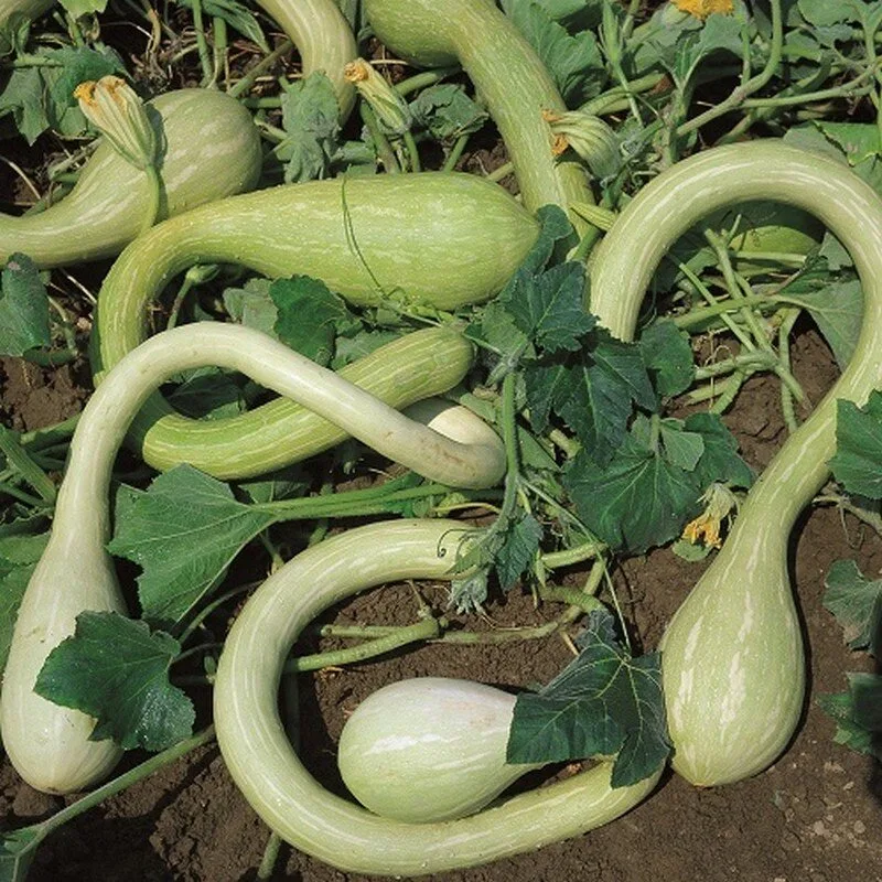 Courge trompette 'Tromba d’Albenga' (Variété ancienne) Graines