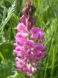 Sainfoin (Engrais vert) Graines