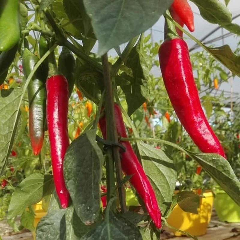 Piment 'Sucette de Provence' (Variété ancienne) Graines