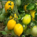 Tomate 'Tétons de Vénus Jaune' Graines