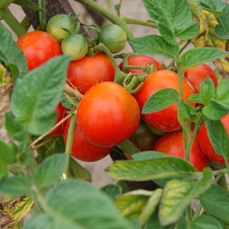 Tomate 'Belle Arlésienne' (Variété ancienne) Graines