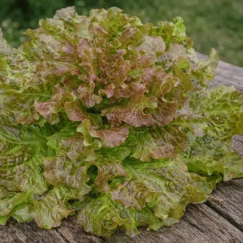 Laitue ‘Saint Antoine’ (Variété précoce) Graines