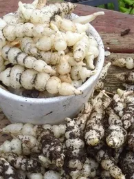 Crosne du Japon (Stachys affinis) 50 Grammes