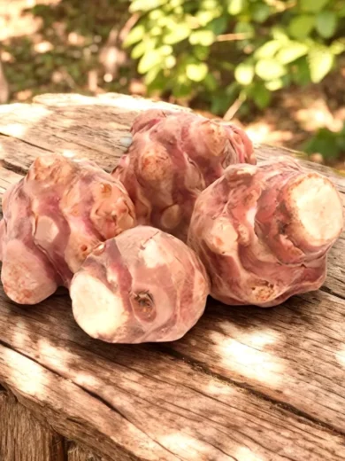 Topinambour 'Violet de Rennes' Tubercules