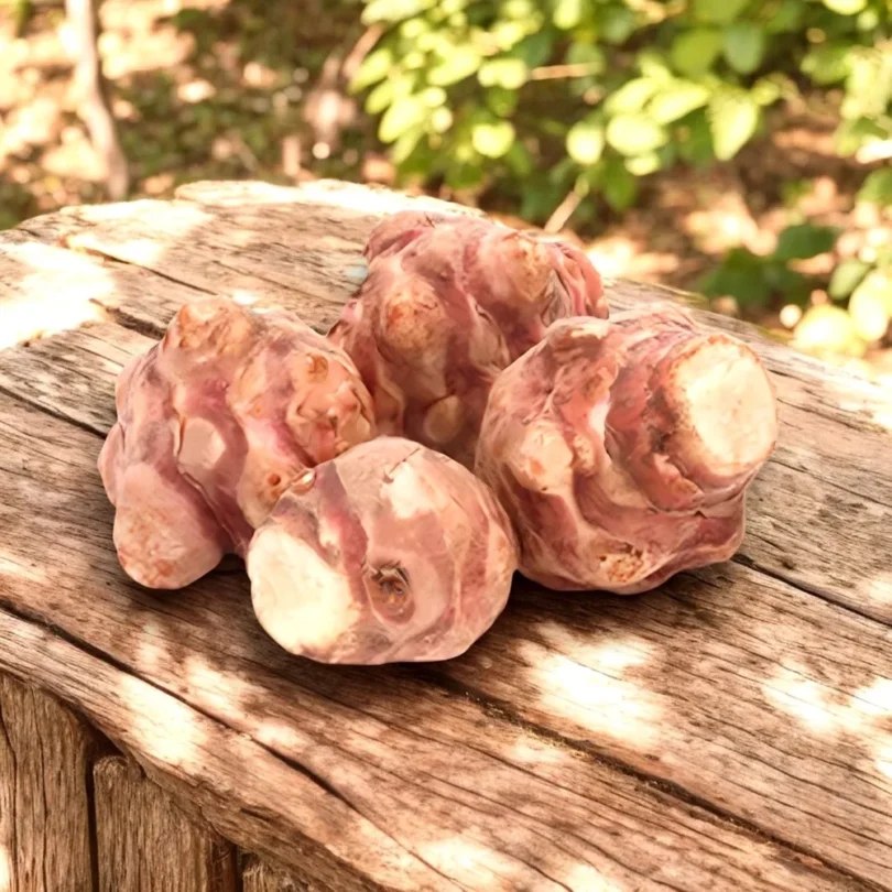 Topinambour ‘Violet de Rennes’ Tubercules