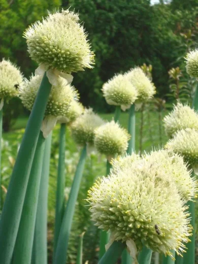 Ciboule blanche vivace (Allium fistulosum) Graines