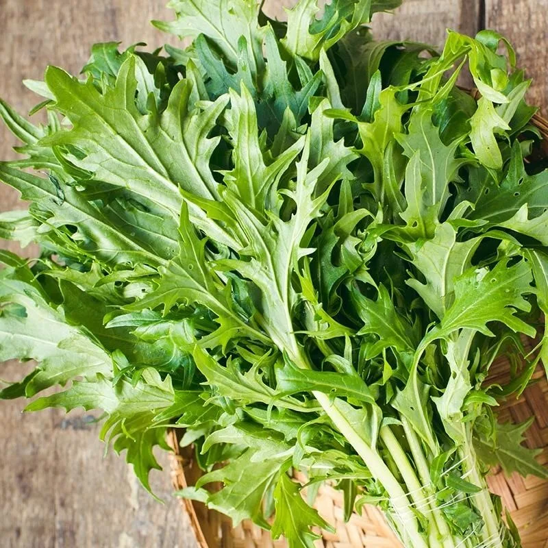Mizuna japonais (Brassica rapa japonica) Graines