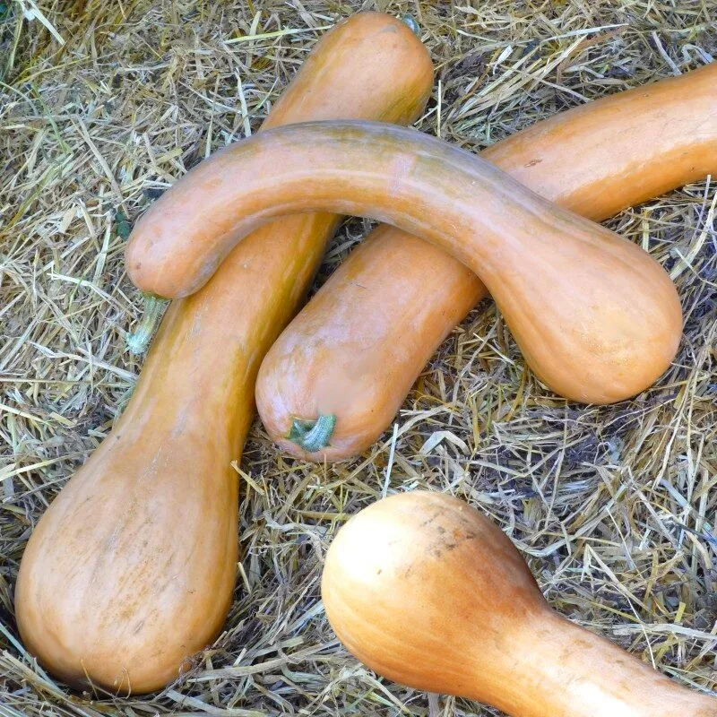 Courge 'Longue de Nice' (Variété ancienne) Graines