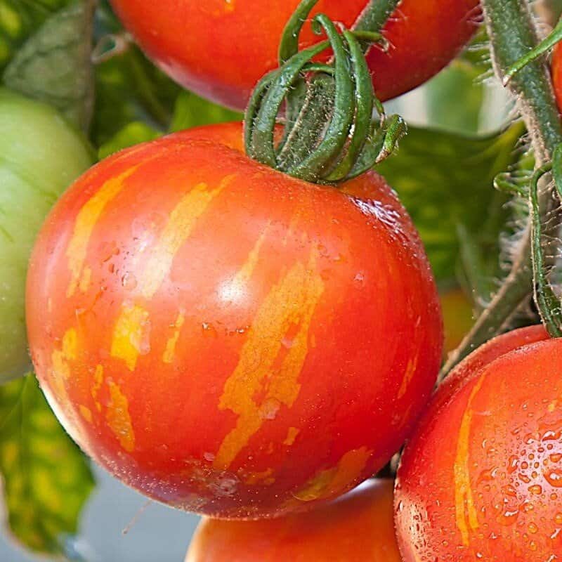 Tomate Bicolore 'Tigrella' Graines