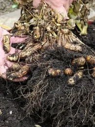 Cacahuètes (Arachis hypogaea) à planter