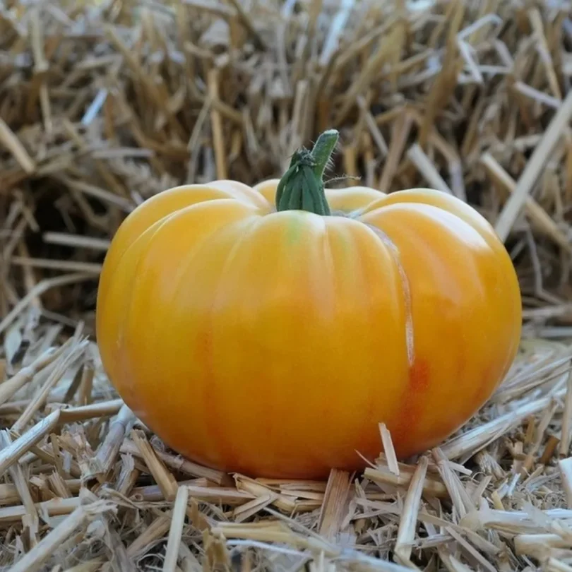 Tomate ‘German Gold’ (Variété ancienne) Graines