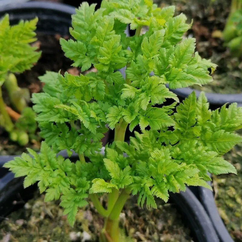 Cerfeuil perpétuel (Myrrhis odorata) Graines