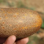 Concombre 'Poona Kheera' Graines