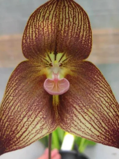 Dracula transilvania (Orchidée rare, Tête de singe) 1 Plante