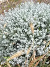 Plante Saucisson (Teucrium polium) Plant