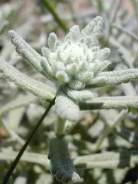 Plante Saucisson (Teucrium polium) Plant