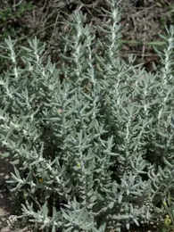 Plante Saucisson (Teucrium polium) Plant