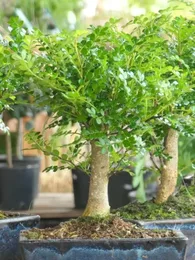 Poivrier de Chine (Zanthoxylum beecheyanum) Bonsaï