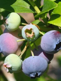 Myrtille arbustive (Vaccinium corymbosum) Graines