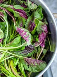 Amarante Tricolore (Amaranthus tricolor) Graines
