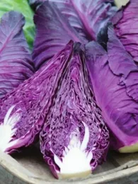Chou Rouge 'Kalibos' Graines