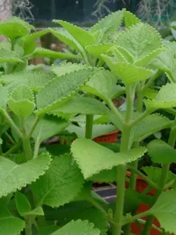 Gros Thym Antillais (Plectranthus amboinicus) Plant