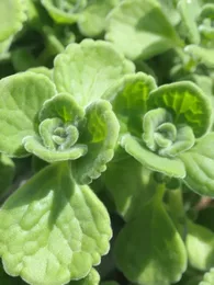 Gros Thym Antillais (Plectranthus amboinicus) Plant