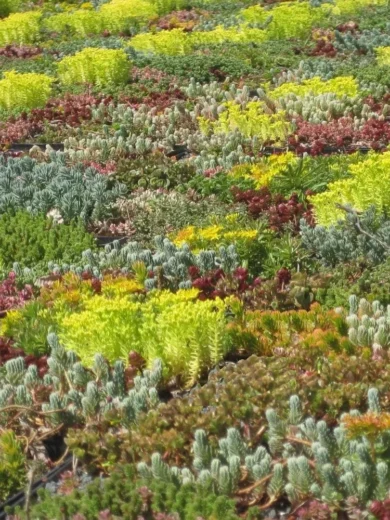 Sedum en Mélange (10 Variétés) Graines