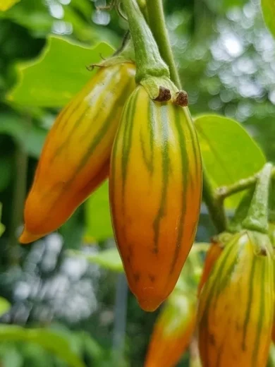 Aubergine 'Striped Togo' (Variété Africaine) Graines