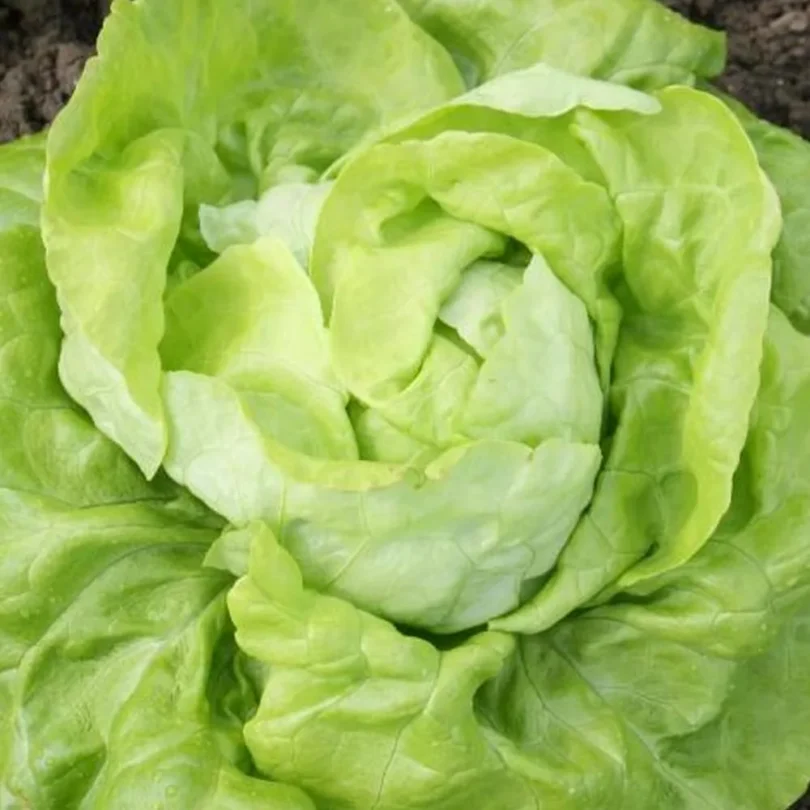 Laitue pommée ‘Lilloise’ (Variété ancienne) Graines
