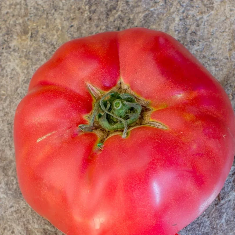 Tomate ‘Géante d’Orenbourg’ (Variété ancienne) Graines