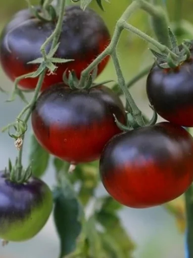 Tomate 'Bosque Blue' (Variété insolite) Graines