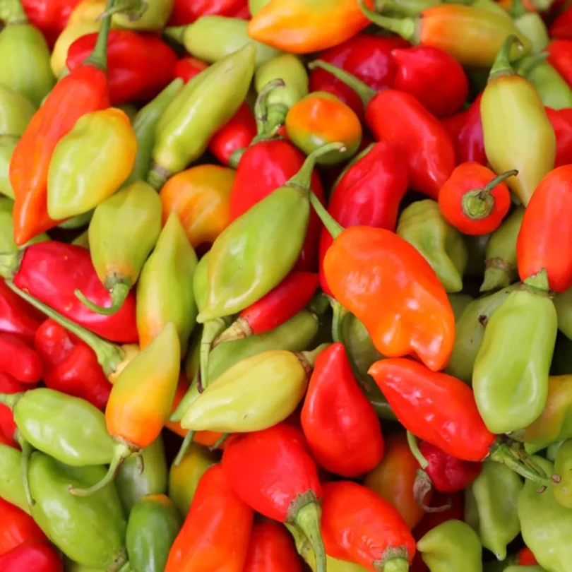 Piment ‘Végétarien’ (Variété douce Antillaise) Graines
