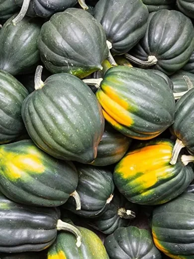 Courge 'Reine de la Table' (Variété ancienne) Graines