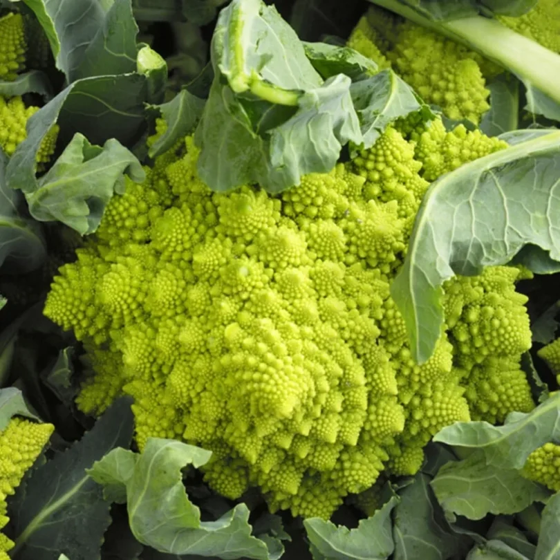 Chou ‘Romanesco Natalino’ (Variété ancienne) Graines