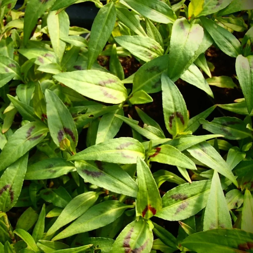 Coriandre Vietnamienne “Rau Ram” (Polygonum odoratum) Plant