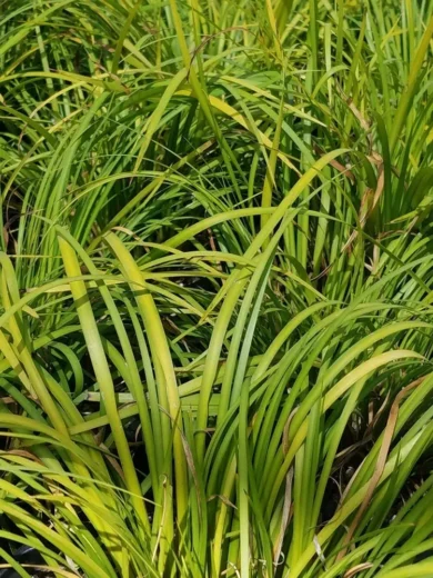 Jonc japonais 'Licorice' (Acorus gramineus) Plant