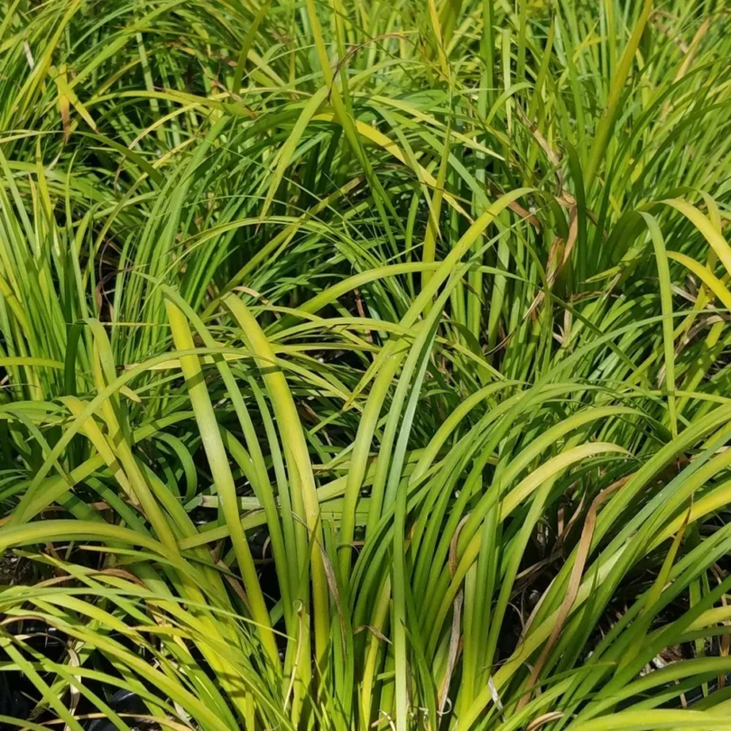 Jonc japonais ‘Licorice’ (Acorus gramineus) Plant