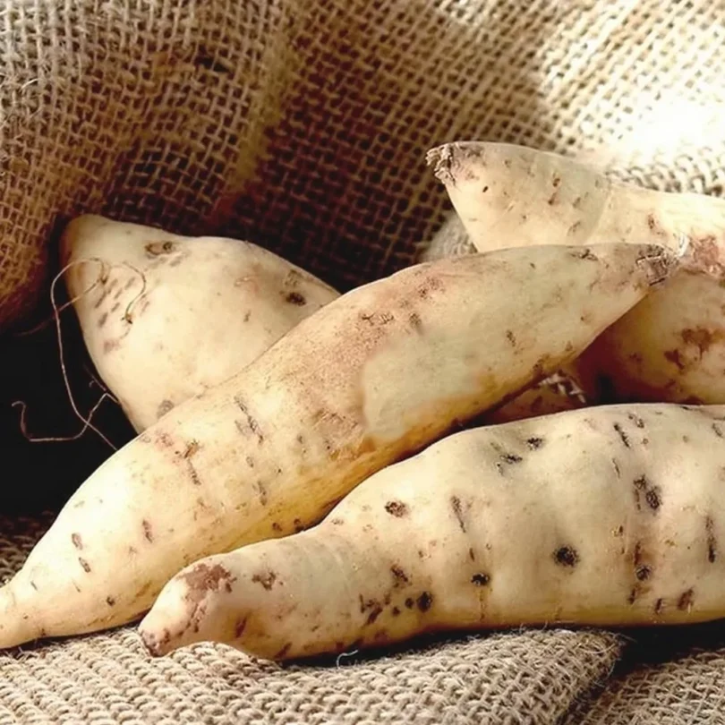 Patate douce blanche ‘Bonita’ (Ipomoea batatas) Plant