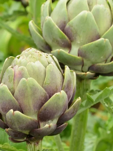 Artichaut 'Impérial Star' (Variété précoce) Graines