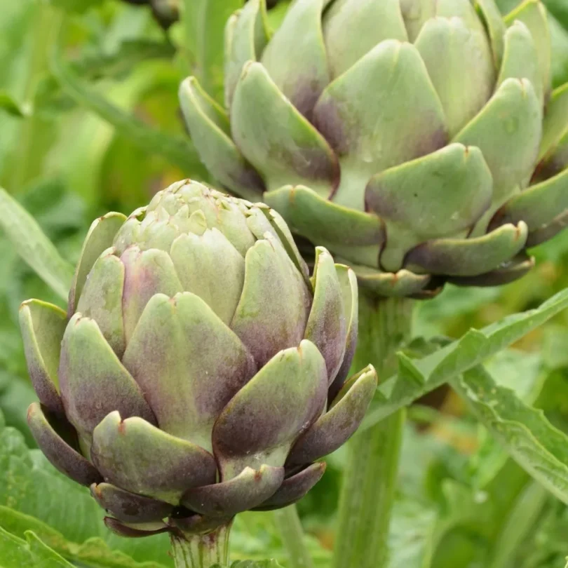 Artichaut ‘Impérial Star’ (Variété précoce) Graines