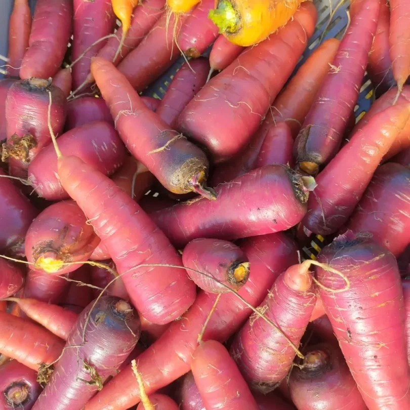 Carotte ‘Rouge Sang’ (Variété ancienne) Graines