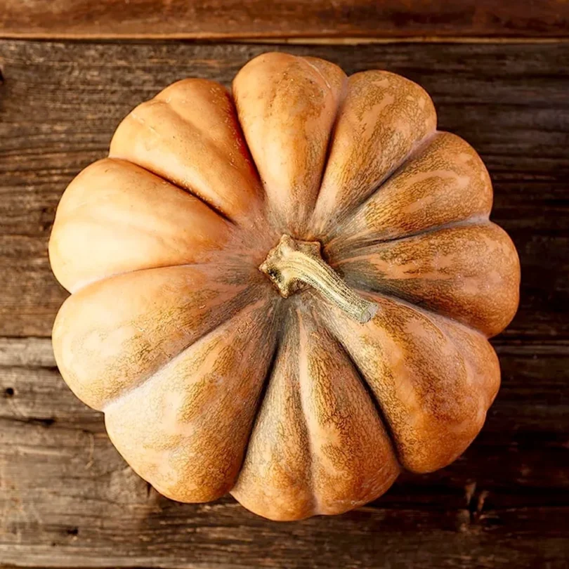 Courge ‘Musquée de Provence’ (Variété ancienne) Graines