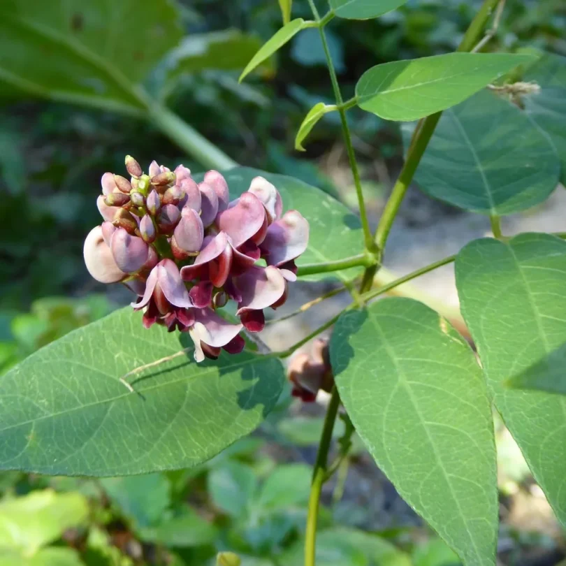 Glycine tubéreuse (Apios americana) Plant