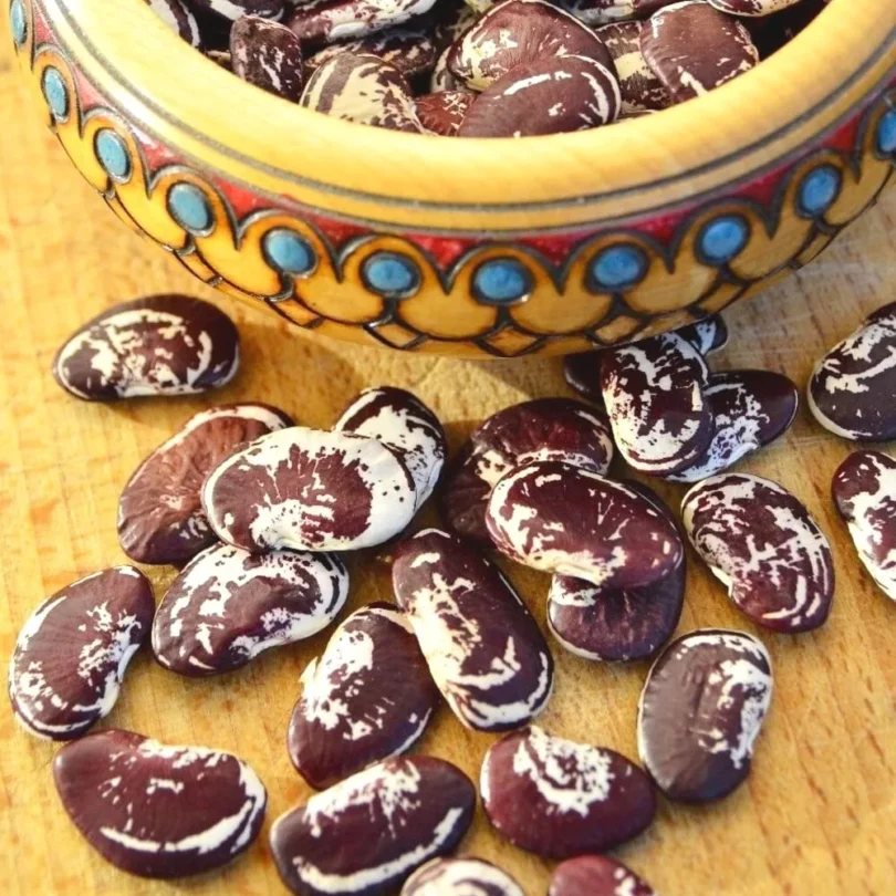 Haricot de Lima ‘Christmas’ (Phaseolus lunatus) Graines