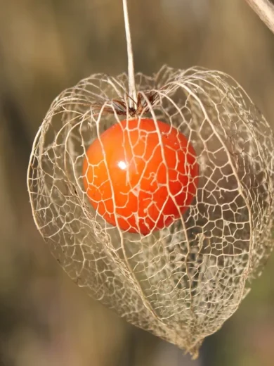 Amour en cage (Physalis alkekengi) Graines